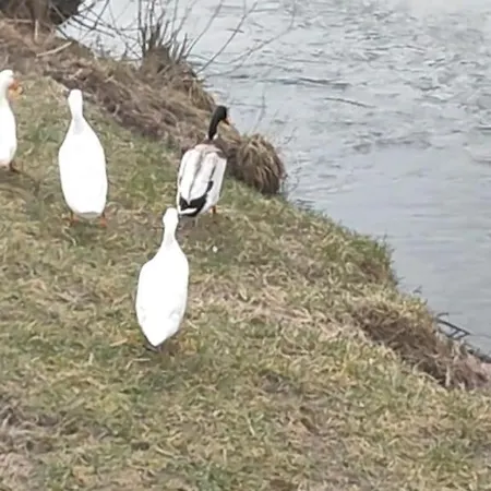 Kuca Za Odmor Stella Villa Brod na Kupi
